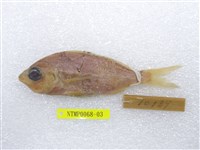 藏品(奧奈鑽嘴魚)的圖片